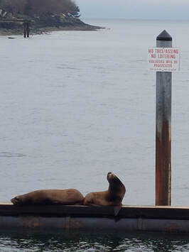 Two sea lions on a dock with a no-tresspassing, no-loitering sign. Sometimes its ok to break the rules; in storytelling its best to stick to conventions and best practices.