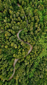 Overview of a green forest with a curvy road through the middle - the first editorial step is reviewing the big picture of story.