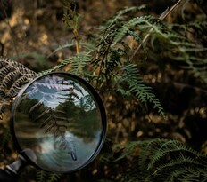 Ferns with a magnifying glass - proofreading is the final editorial stage before publication of a book manuscript.